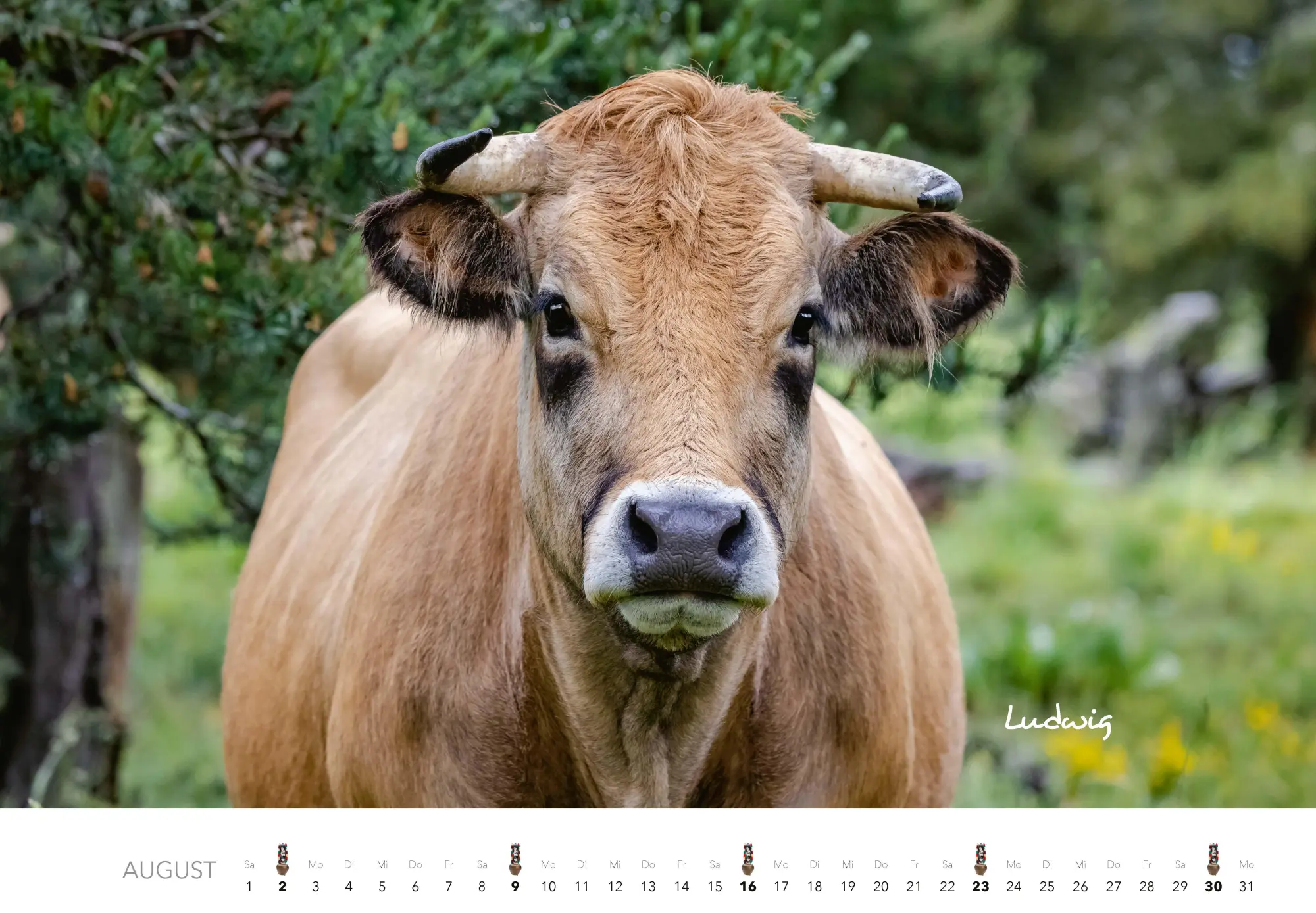 Bild: 9783966649582 | Kühe Kalender 2026 Wandkalender | J. -L. Klein (u. a.) | Kalender