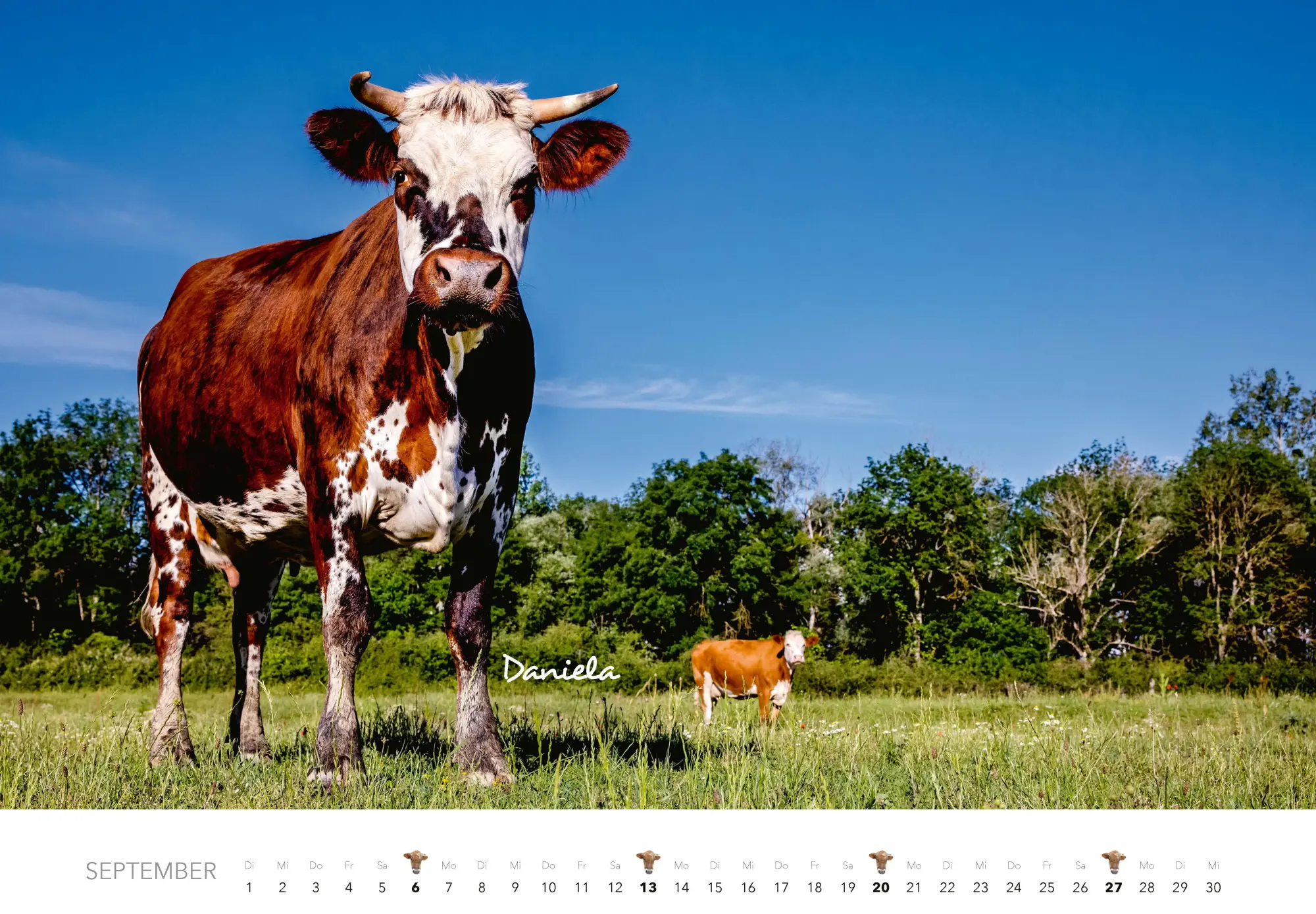 Bild: 9783966649582 | Kühe Kalender 2026 Wandkalender | J. -L. Klein (u. a.) | Kalender
