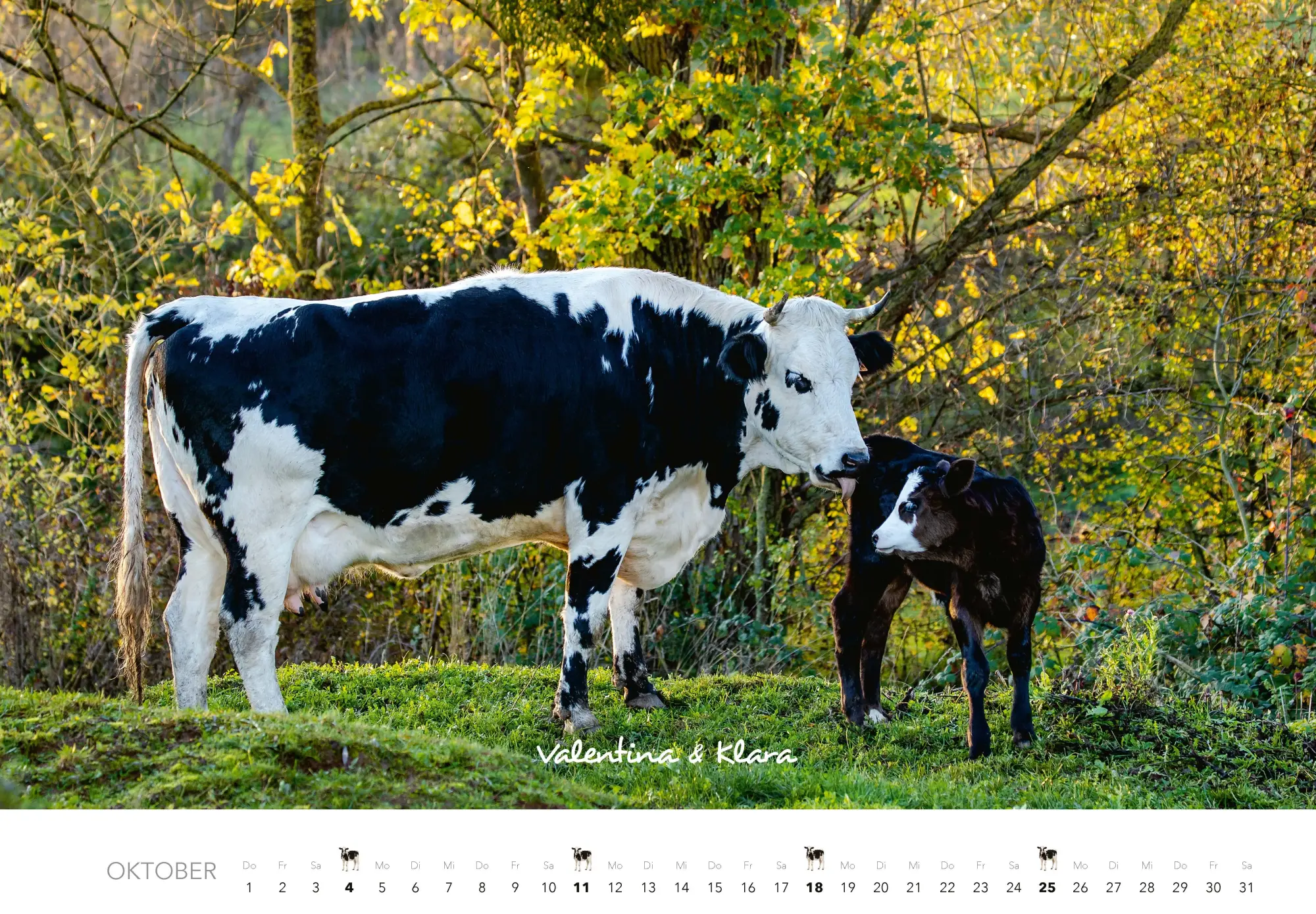Bild: 9783966649582 | Kühe Kalender 2026 Wandkalender | J. -L. Klein (u. a.) | Kalender