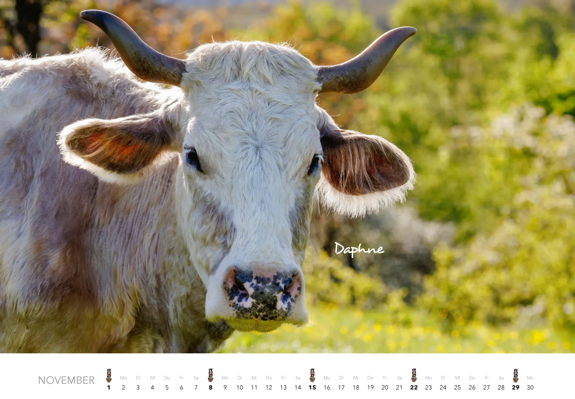 Bild: 9783966649582 | Kühe Kalender 2026 Wandkalender | J. -L. Klein (u. a.) | Kalender