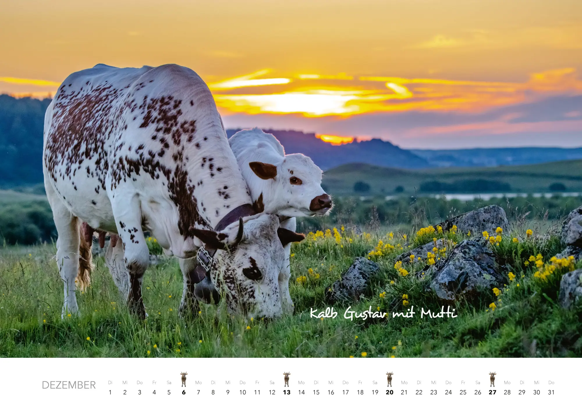 Bild: 9783966649582 | Kühe Kalender 2026 Wandkalender | J. -L. Klein (u. a.) | Kalender