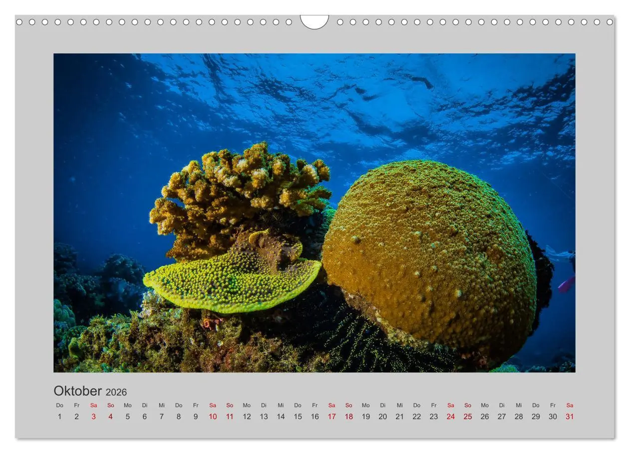 Bild: 9783457839782 | Korallen-Riffe Taucherträume (Wandkalender 2026 DIN A3 quer),...