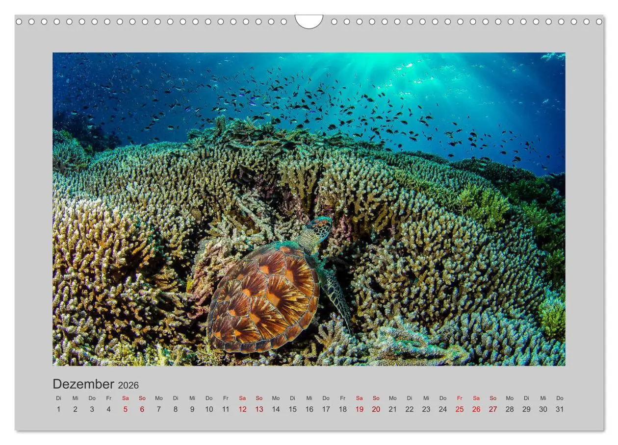 Bild: 9783457839782 | Korallen-Riffe Taucherträume (Wandkalender 2026 DIN A3 quer),...