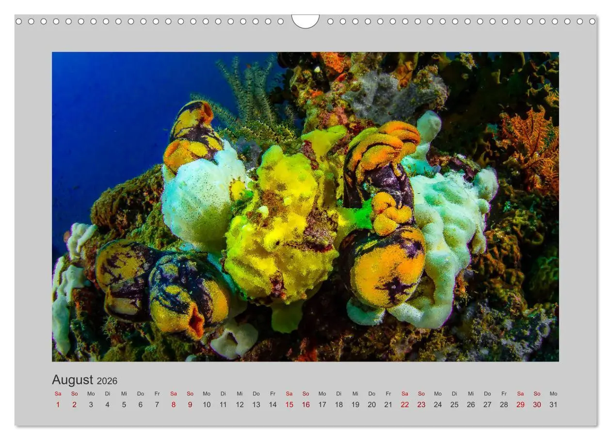 Bild: 9783457839782 | Korallen-Riffe Taucherträume (Wandkalender 2026 DIN A3 quer),...