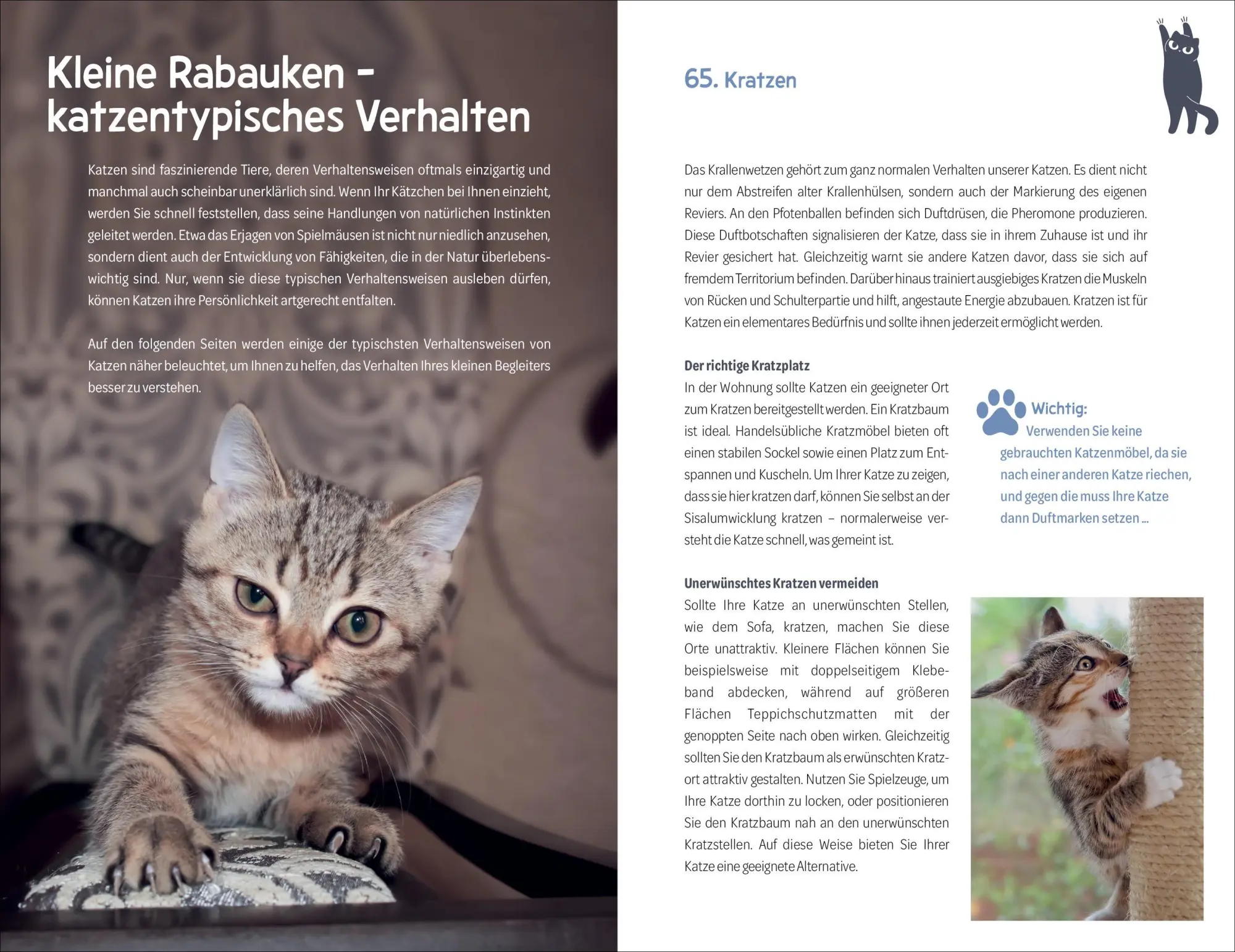 Bild: 9783838839882 | 101 Dinge, die man wissen muss, wenn ein Katzenbaby einzieht | Buch