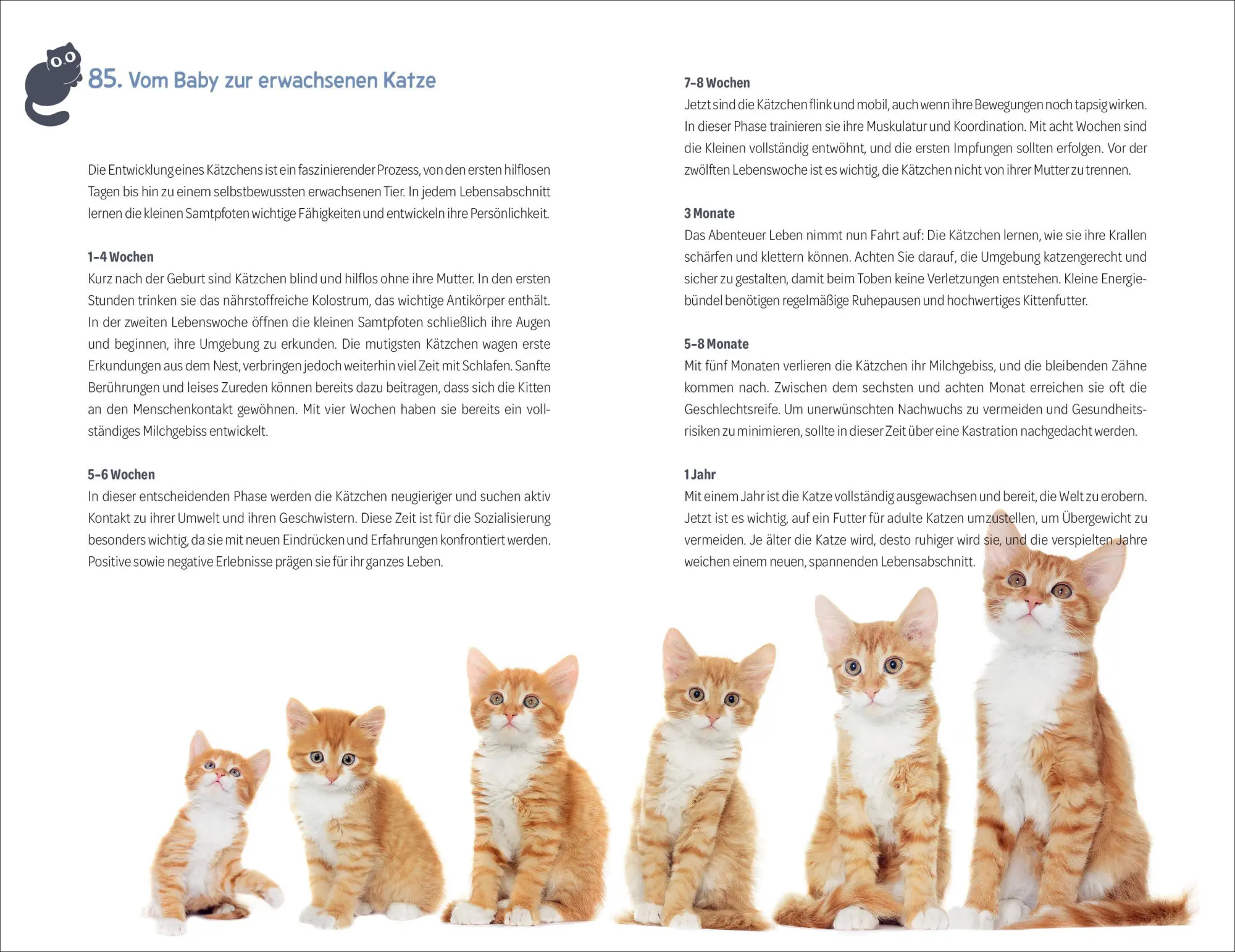 Bild: 9783838839882 | 101 Dinge, die man wissen muss, wenn ein Katzenbaby einzieht | Buch