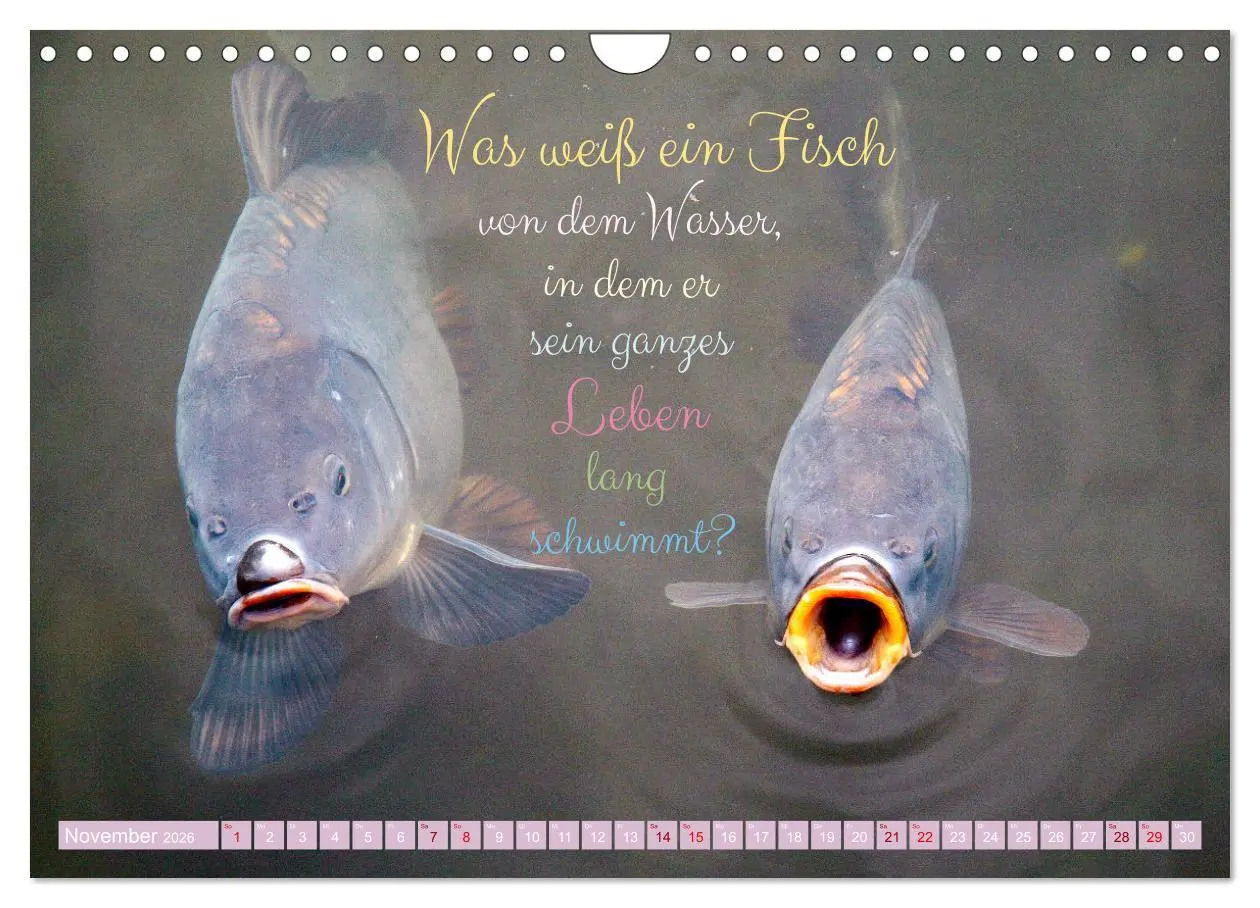 Bild: 9783457749982 | Jeder ist ein Genie! Zitate von Albert Einstein (Wandkalender 2026...