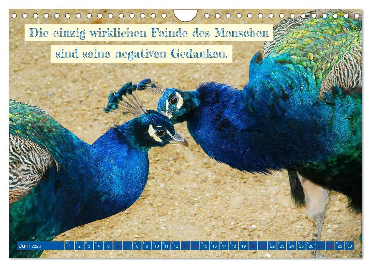 Bild: 9783457749982 | Jeder ist ein Genie! Zitate von Albert Einstein (Wandkalender 2026...
