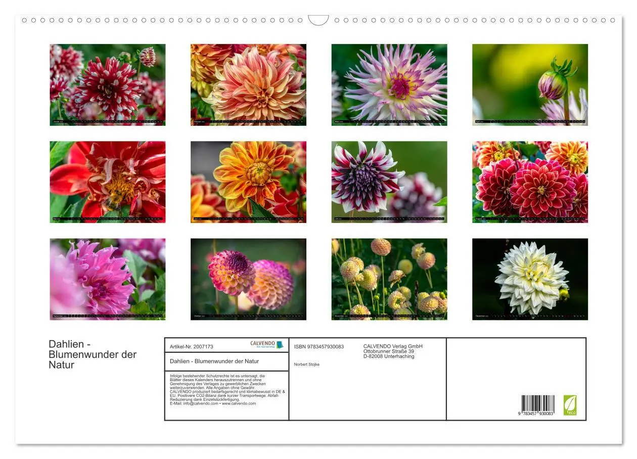 Bild: 9783457930083 | Dahlien - Blumenwunder der Natur (Wandkalender 2026 DIN A2 quer),...