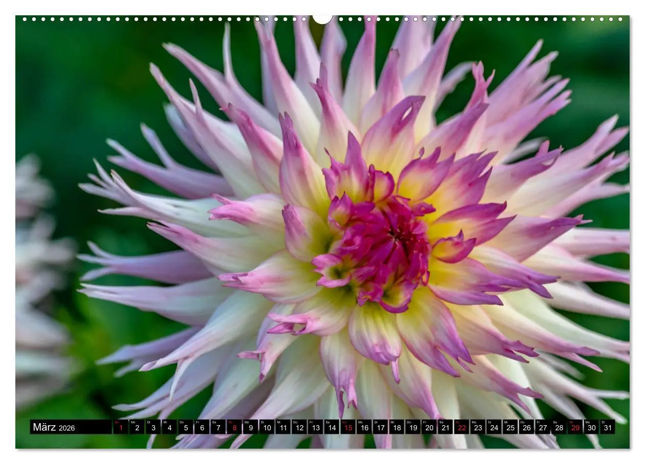 Bild: 9783457930083 | Dahlien - Blumenwunder der Natur (Wandkalender 2026 DIN A2 quer),...