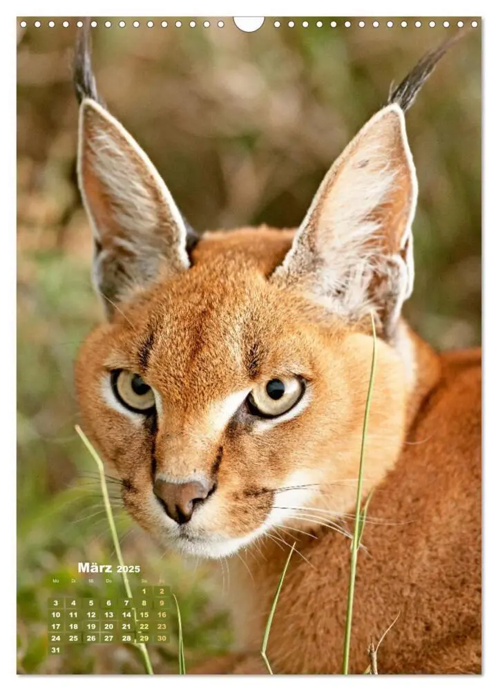 Bild: 9783435070183 | Raubkatzen: Die Jäger auf leisen Pfoten (Wandkalender 2025 DIN A3...