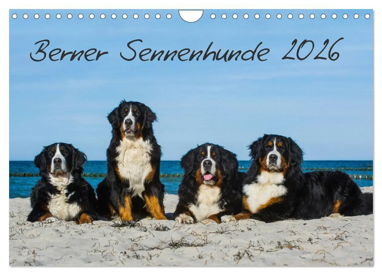 Cover: 9783516170283 | Berner Sennenhund 2026 (Wandkalender 2026 DIN A4 quer), CALVENDO...