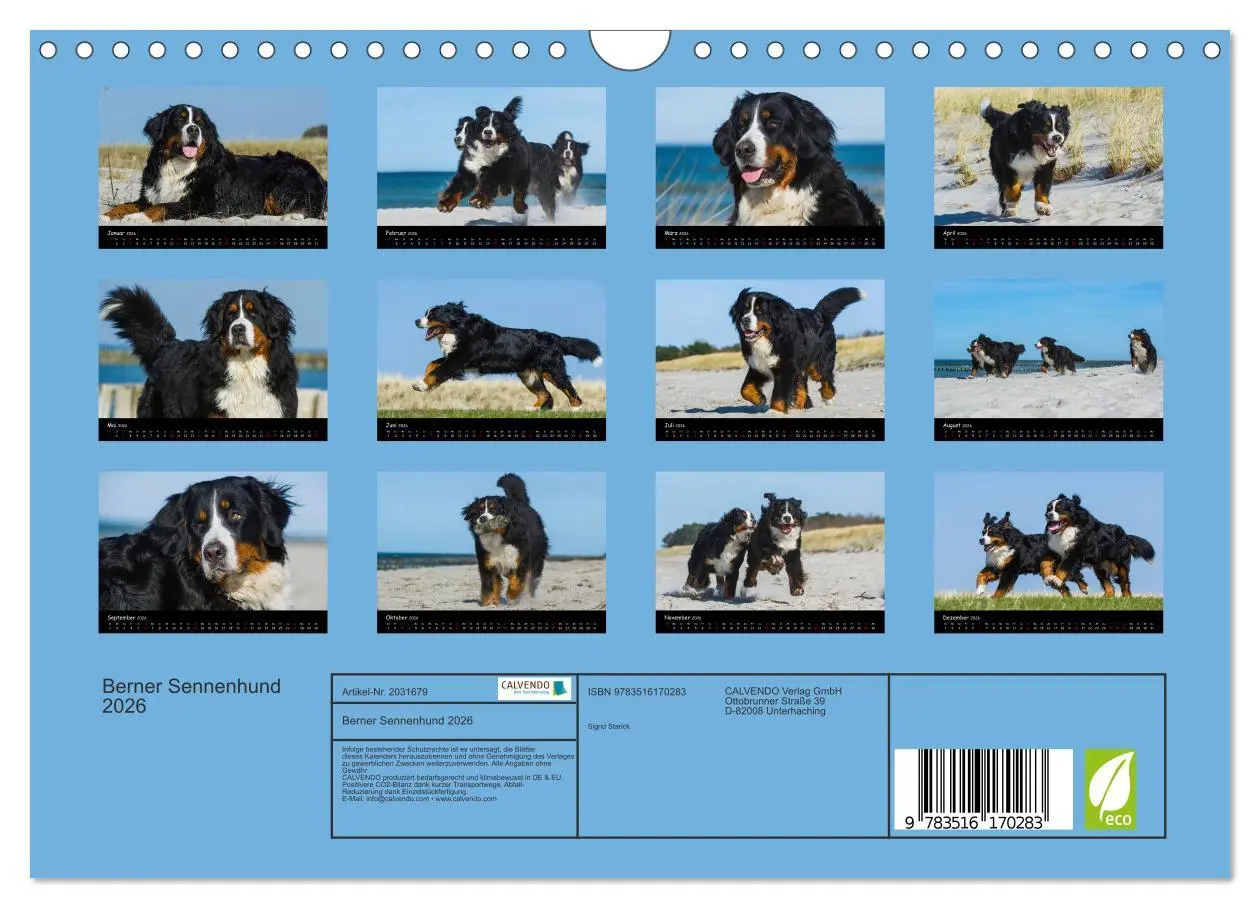 Bild: 9783516170283 | Berner Sennenhund 2026 (Wandkalender 2026 DIN A4 quer), CALVENDO...
