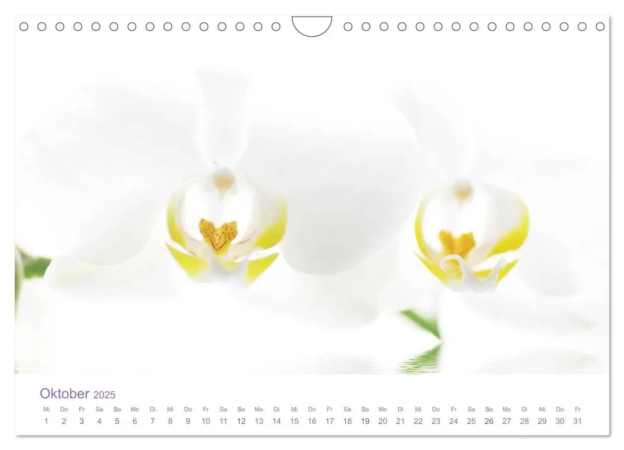Bild: 9783435810383 | Blumen &amp; Blüten Träume (Wandkalender 2025 DIN A4 quer), CALVENDO...