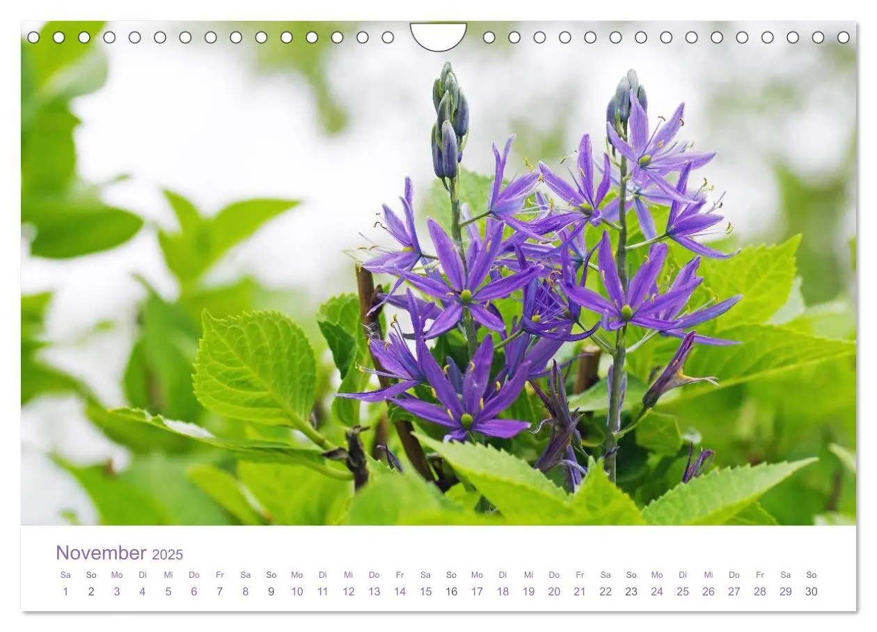 Bild: 9783435810383 | Blumen &amp; Blüten Träume (Wandkalender 2025 DIN A4 quer), CALVENDO...