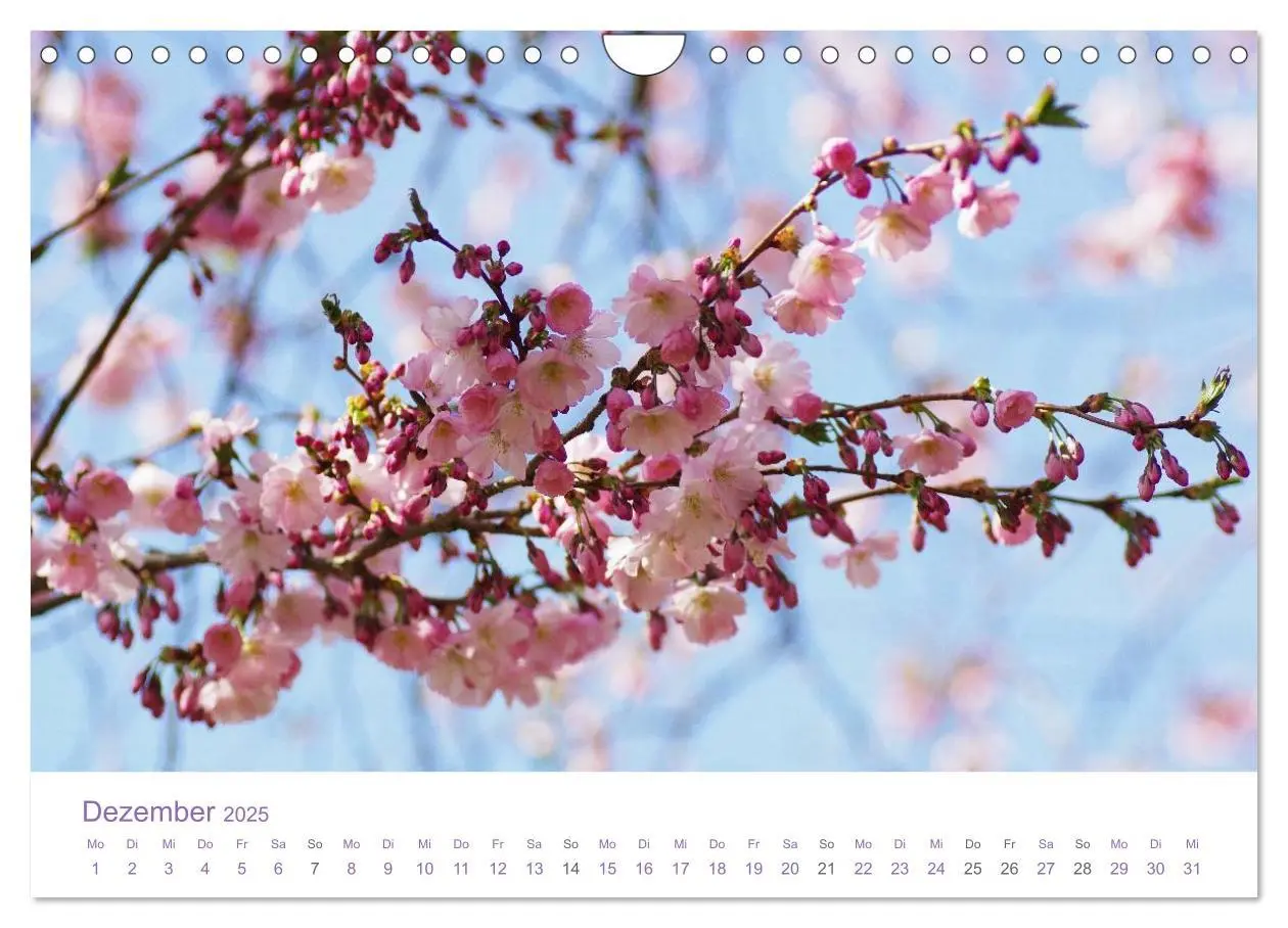 Bild: 9783435810383 | Blumen &amp; Blüten Träume (Wandkalender 2025 DIN A4 quer), CALVENDO...