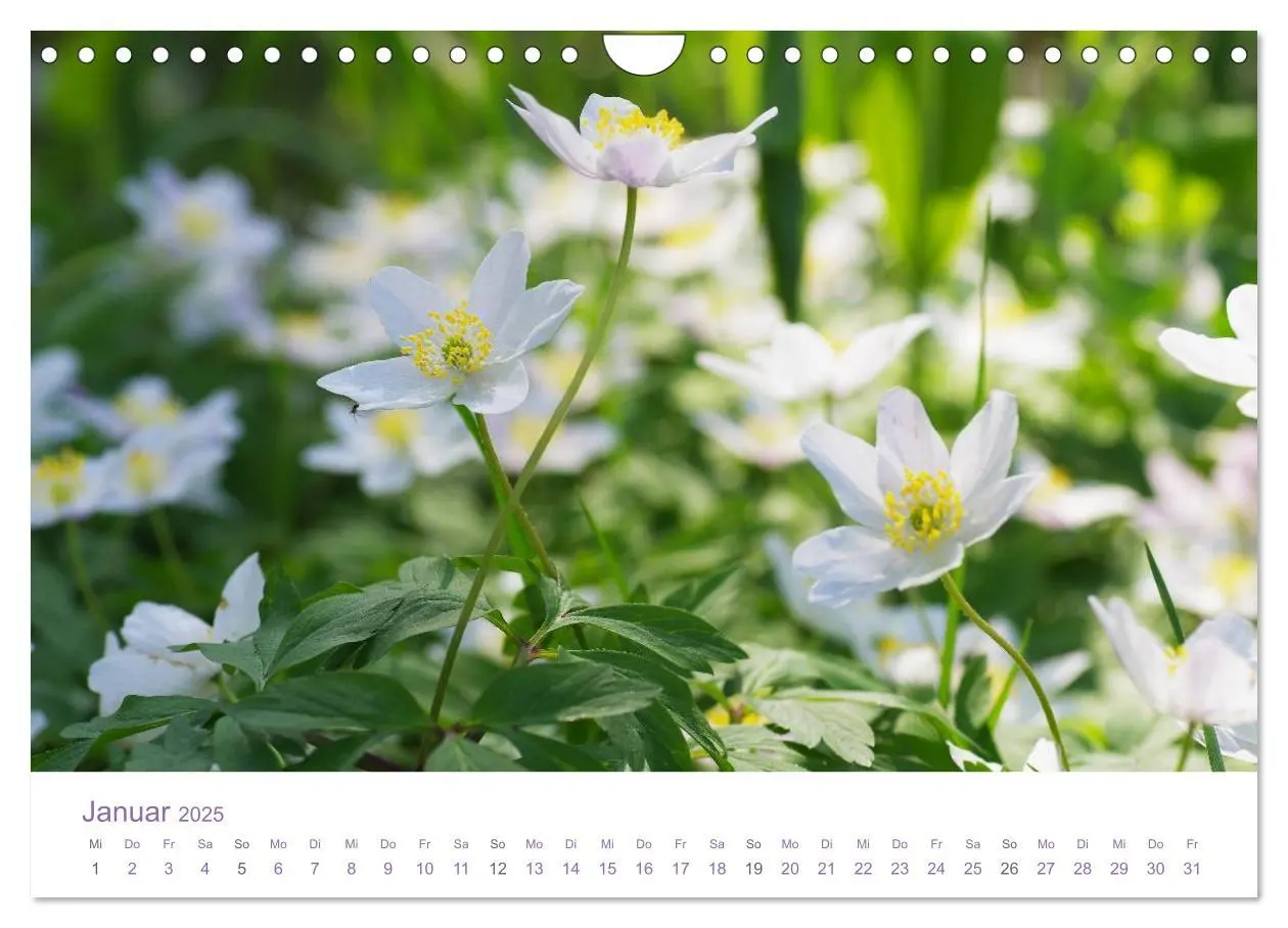 Bild: 9783435810383 | Blumen &amp; Blüten Träume (Wandkalender 2025 DIN A4 quer), CALVENDO...