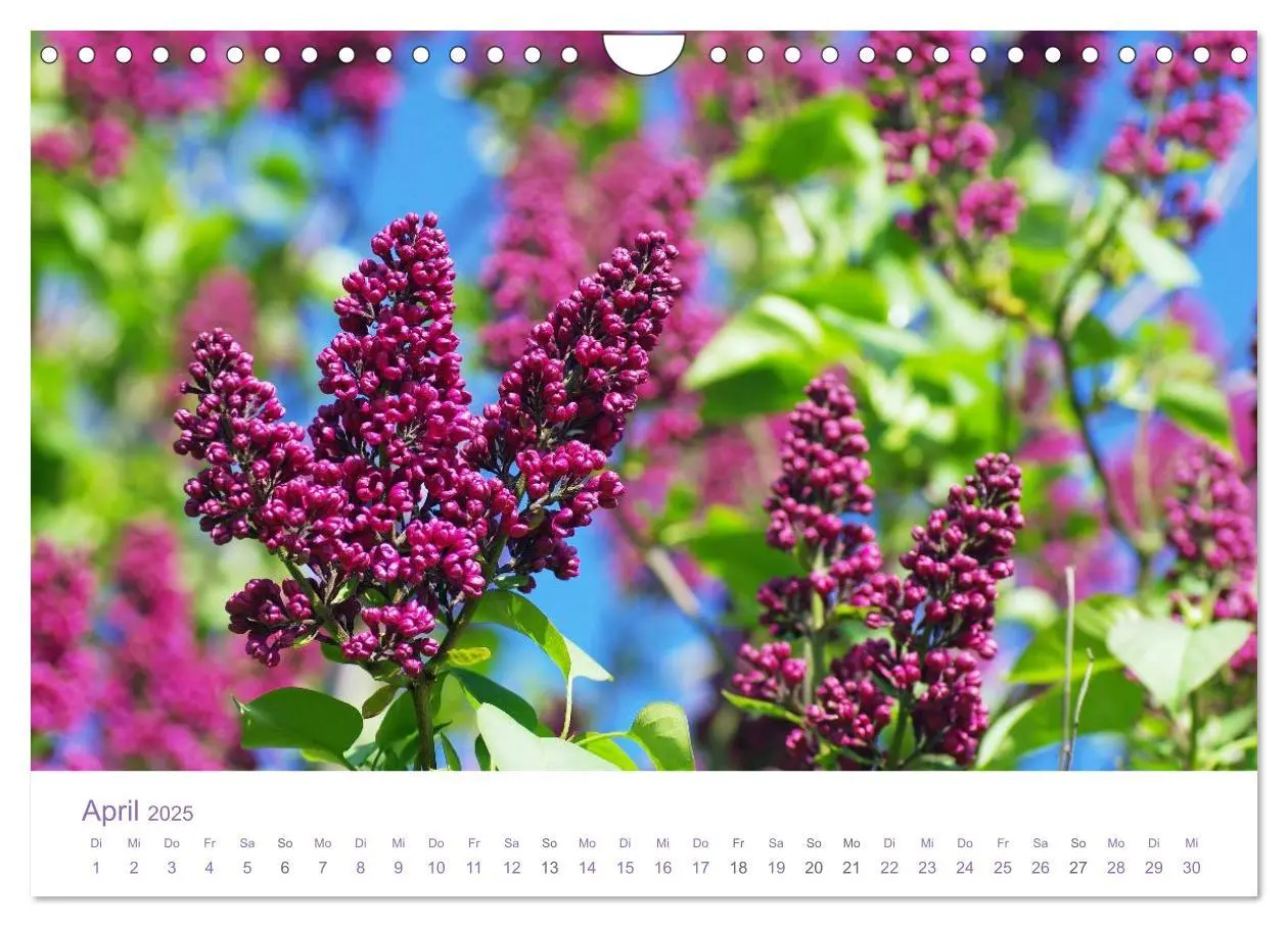 Bild: 9783435810383 | Blumen &amp; Blüten Träume (Wandkalender 2025 DIN A4 quer), CALVENDO...
