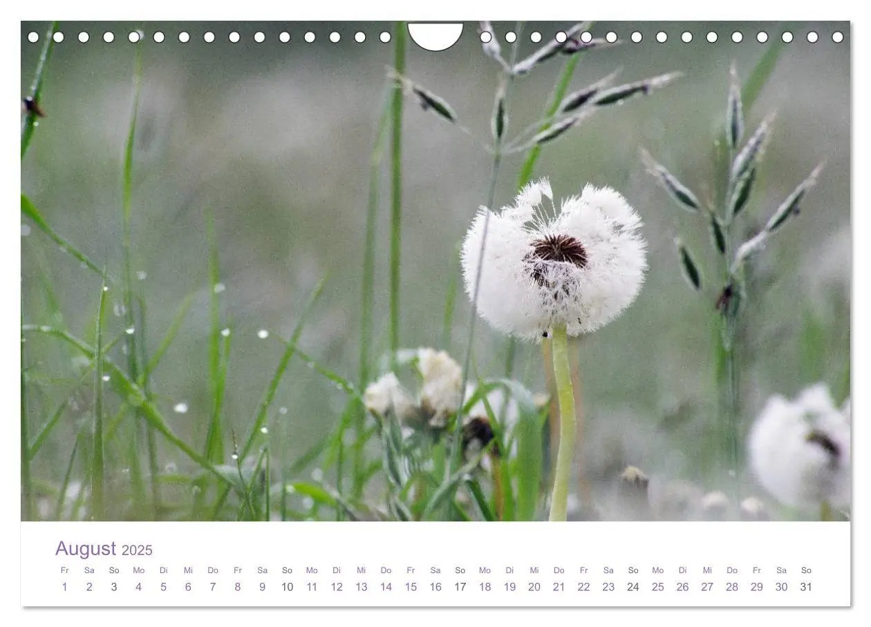 Bild: 9783435810383 | Blumen &amp; Blüten Träume (Wandkalender 2025 DIN A4 quer), CALVENDO...