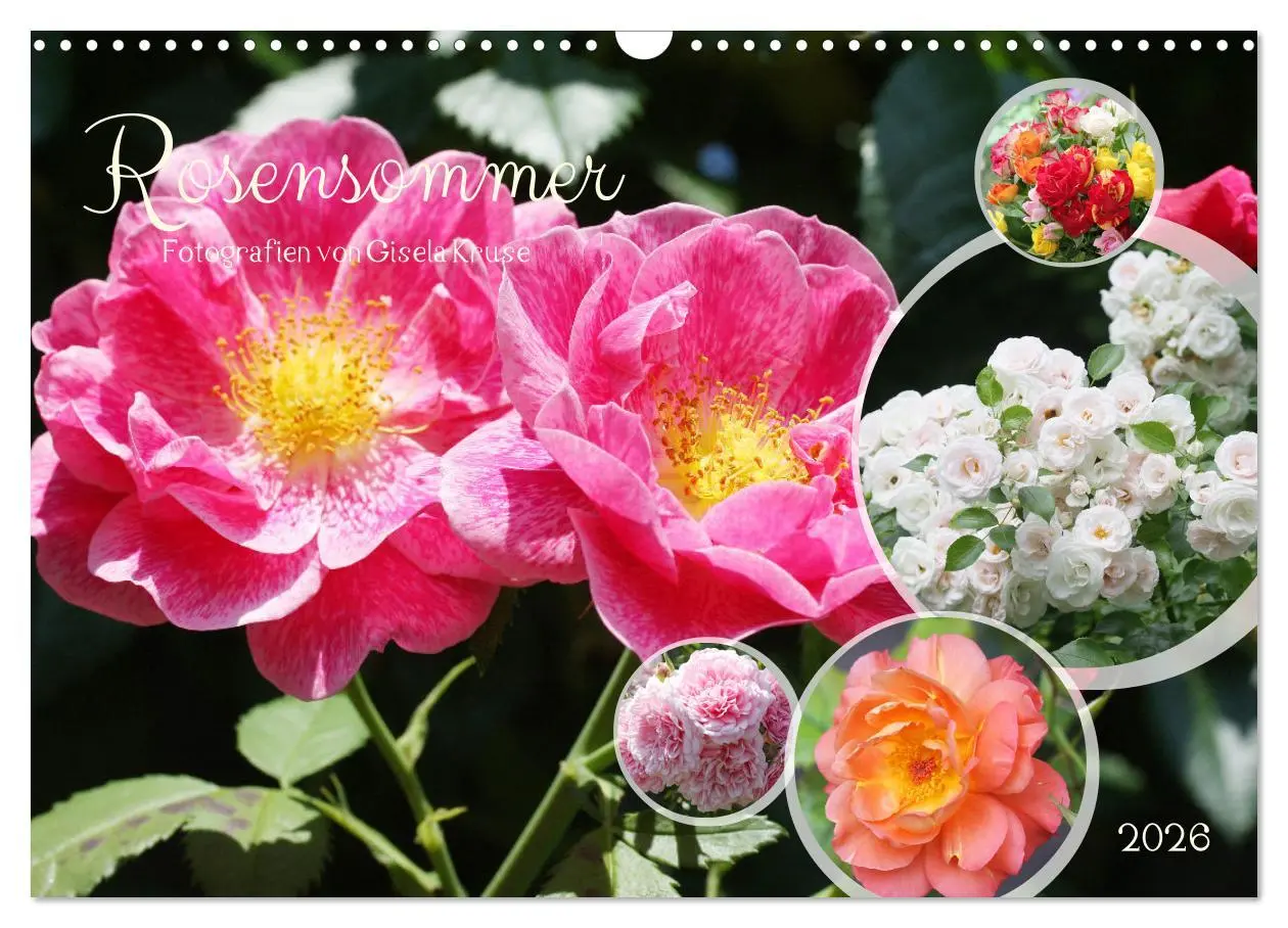 Cover: 9783457380383 | Rosensommer (Wandkalender 2026 DIN A3 quer), CALVENDO Monatskalender