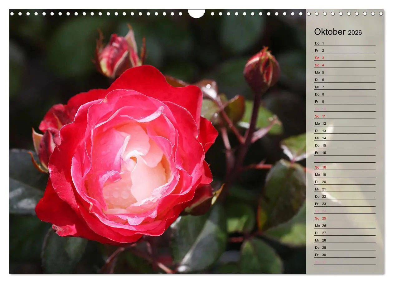 Bild: 9783457380383 | Rosensommer (Wandkalender 2026 DIN A3 quer), CALVENDO Monatskalender