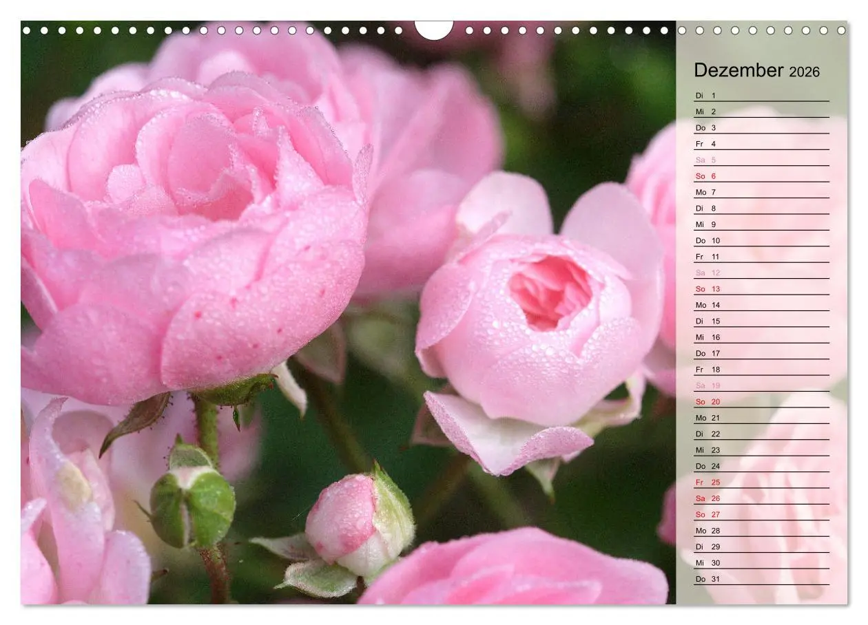 Bild: 9783457380383 | Rosensommer (Wandkalender 2026 DIN A3 quer), CALVENDO Monatskalender