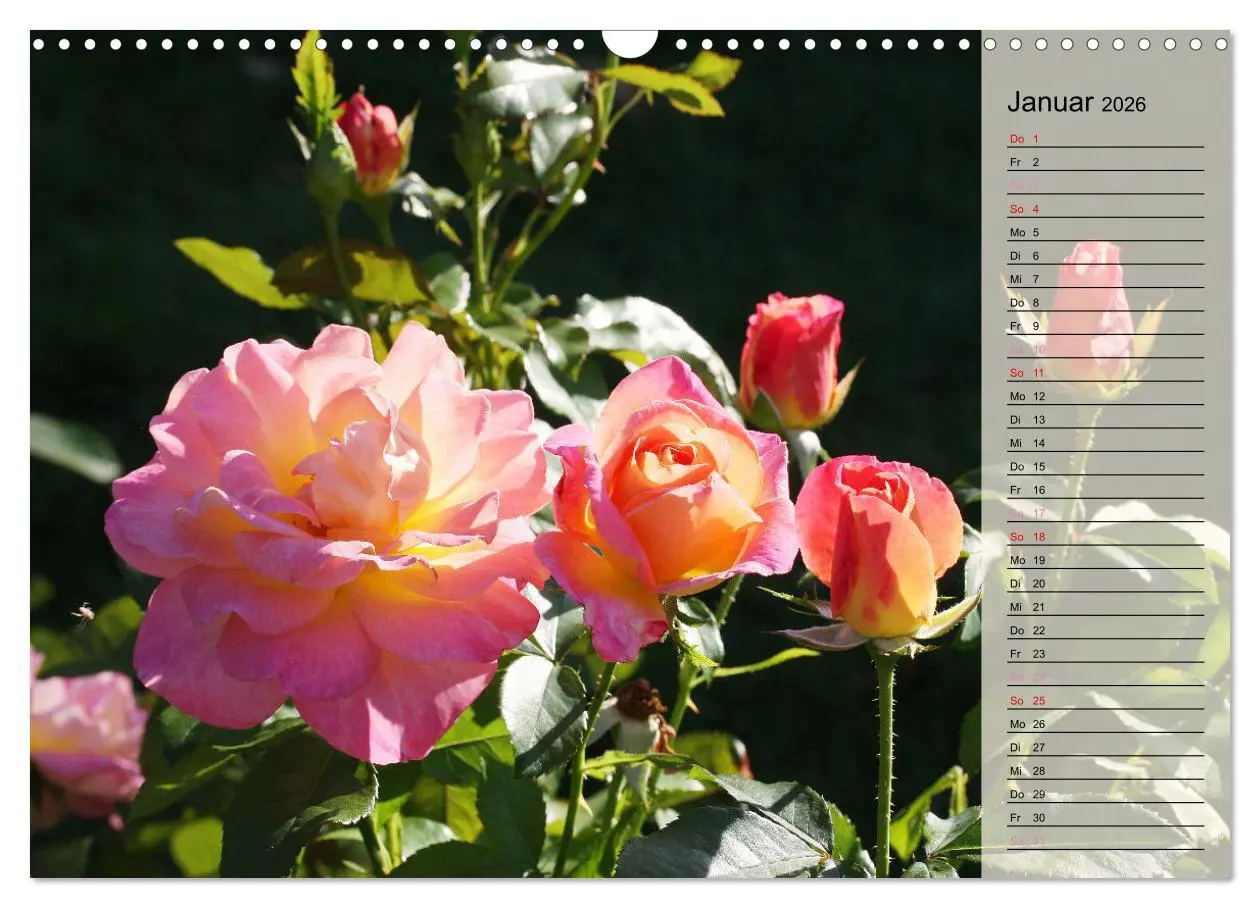 Bild: 9783457380383 | Rosensommer (Wandkalender 2026 DIN A3 quer), CALVENDO Monatskalender