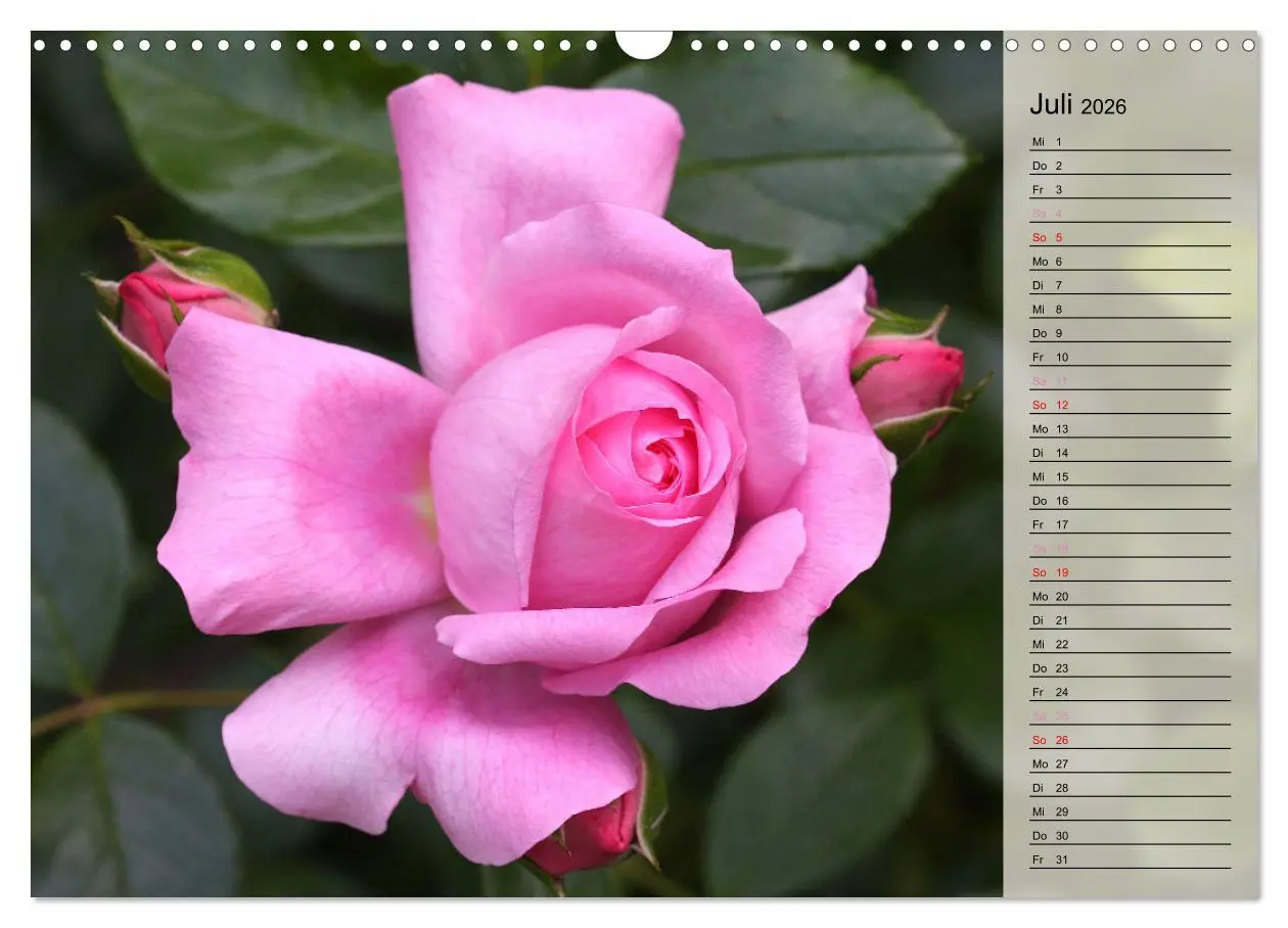 Bild: 9783457380383 | Rosensommer (Wandkalender 2026 DIN A3 quer), CALVENDO Monatskalender