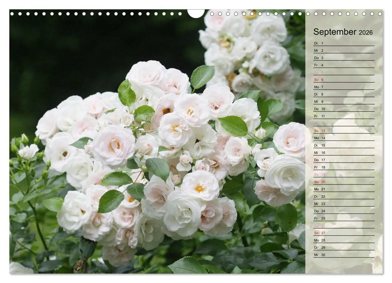 Bild: 9783457380383 | Rosensommer (Wandkalender 2026 DIN A3 quer), CALVENDO Monatskalender