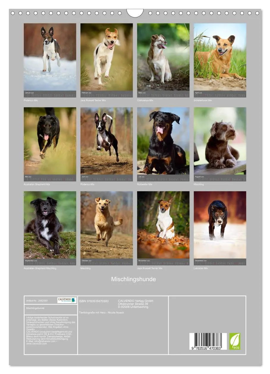 Bild: 9783516470383 | Mischlingshunde (Wandkalender 2026 DIN A3 hoch), CALVENDO...