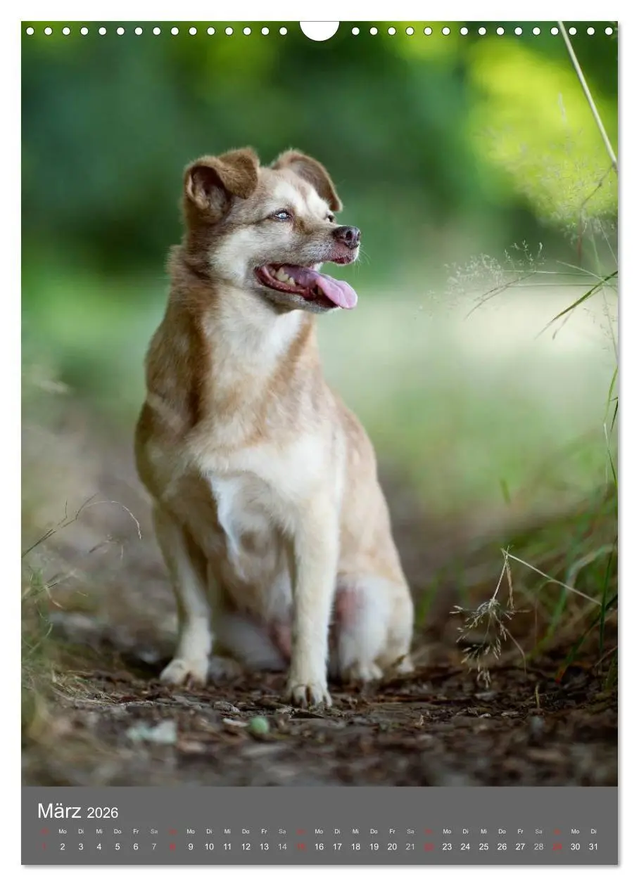 Bild: 9783516470383 | Mischlingshunde (Wandkalender 2026 DIN A3 hoch), CALVENDO...