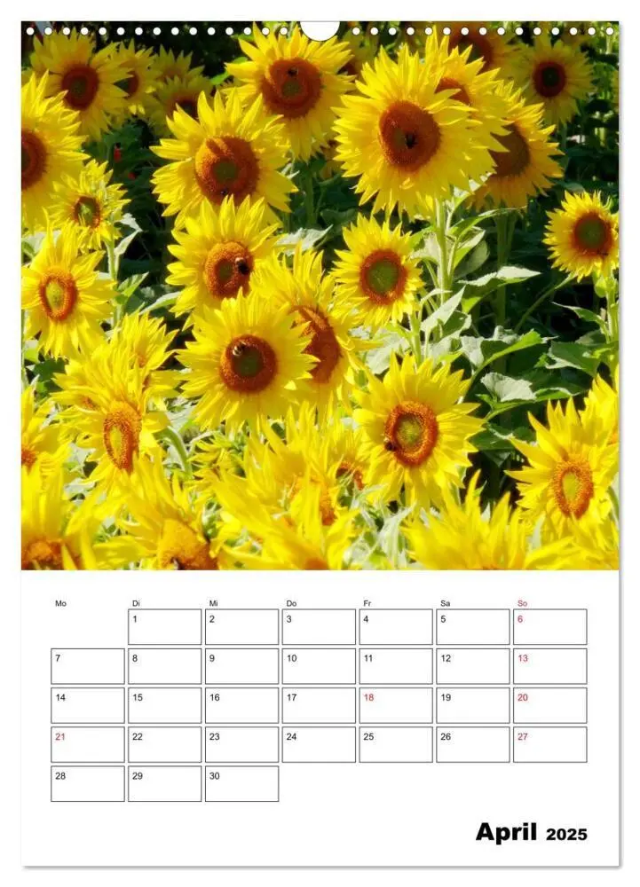 Bild: 9783435970483 | Leuchtende Sonnenblumen (Wandkalender 2025 DIN A3 hoch), CALVENDO...