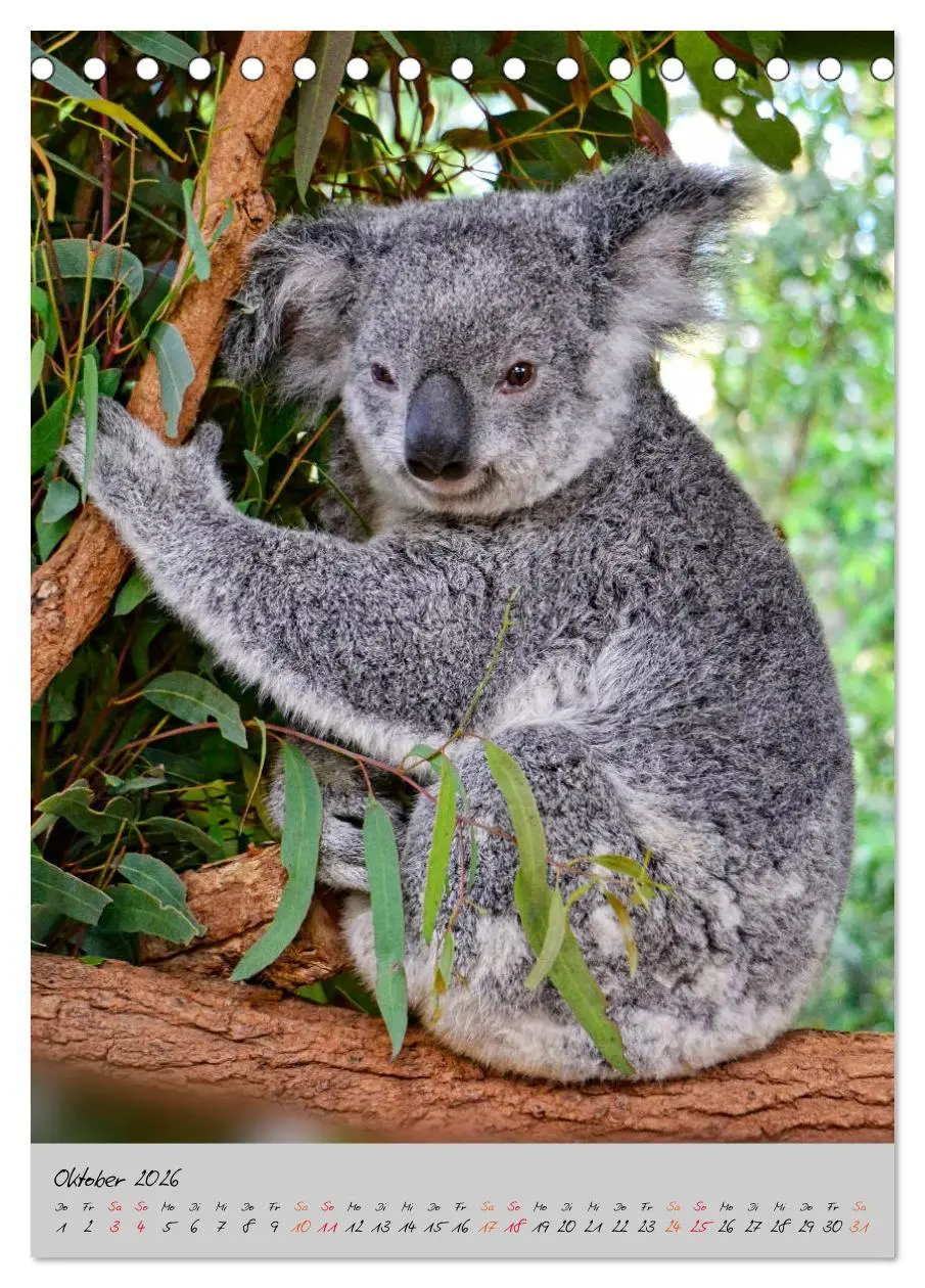 Bild: 9783516380583 | Koala, kleiner Bär (Tischkalender 2026 DIN A5 hoch), CALVENDO...