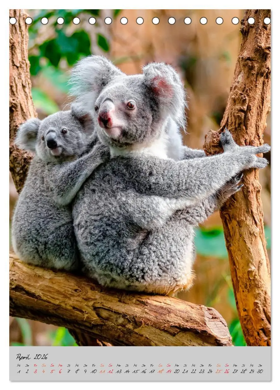 Bild: 9783516380583 | Koala, kleiner Bär (Tischkalender 2026 DIN A5 hoch), CALVENDO...
