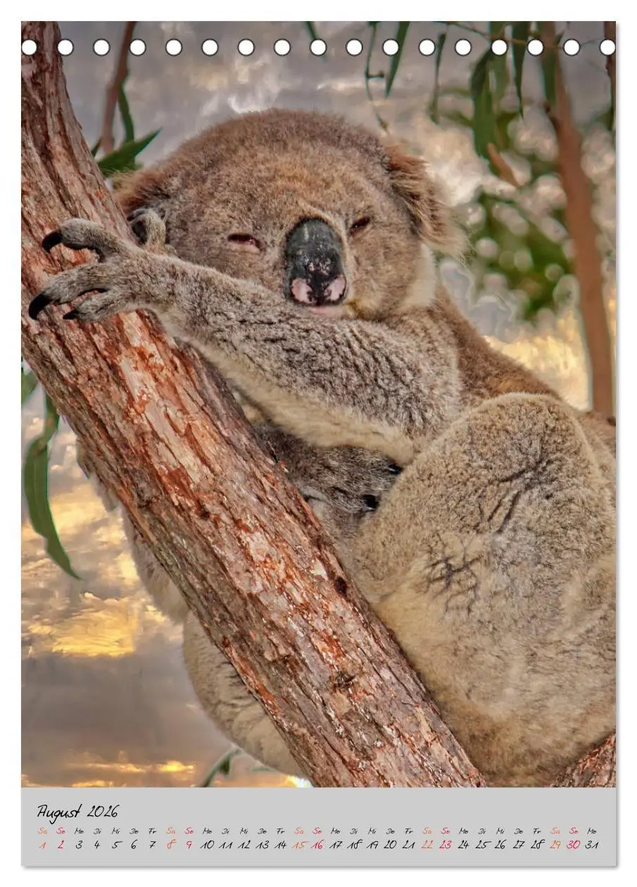 Bild: 9783516380583 | Koala, kleiner Bär (Tischkalender 2026 DIN A5 hoch), CALVENDO...