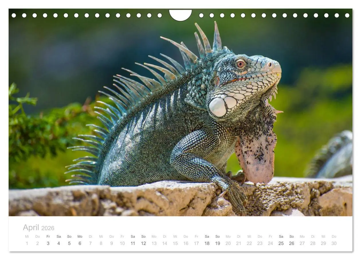 Bild: 9783457970683 | Trauminsel Curaçao (Wandkalender 2026 DIN A4 quer), CALVENDO...