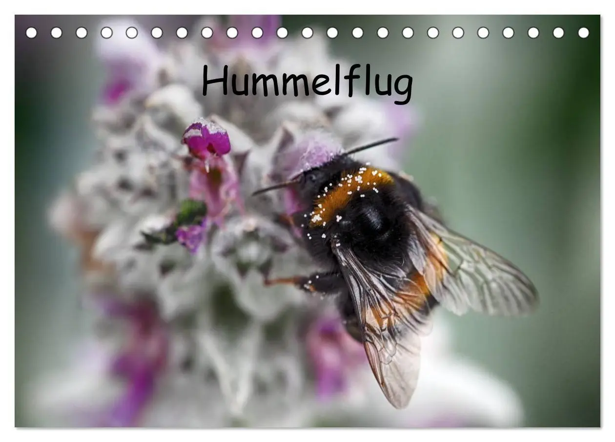Cover: 9783516130683 | Hummelflug (Tischkalender 2026 DIN A5 quer), CALVENDO Monatskalender