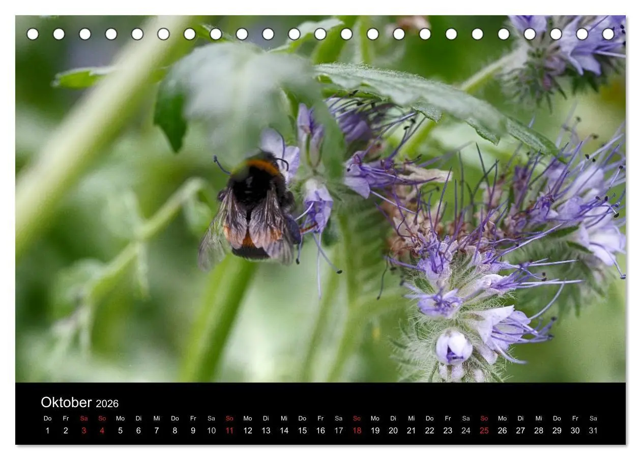 Bild: 9783516130683 | Hummelflug (Tischkalender 2026 DIN A5 quer), CALVENDO Monatskalender