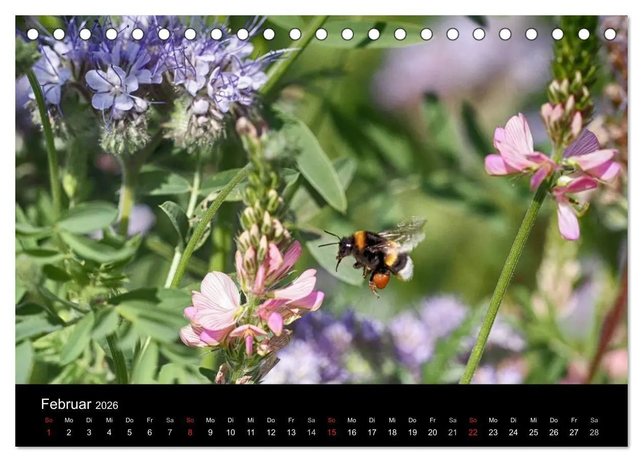 Bild: 9783516130683 | Hummelflug (Tischkalender 2026 DIN A5 quer), CALVENDO Monatskalender