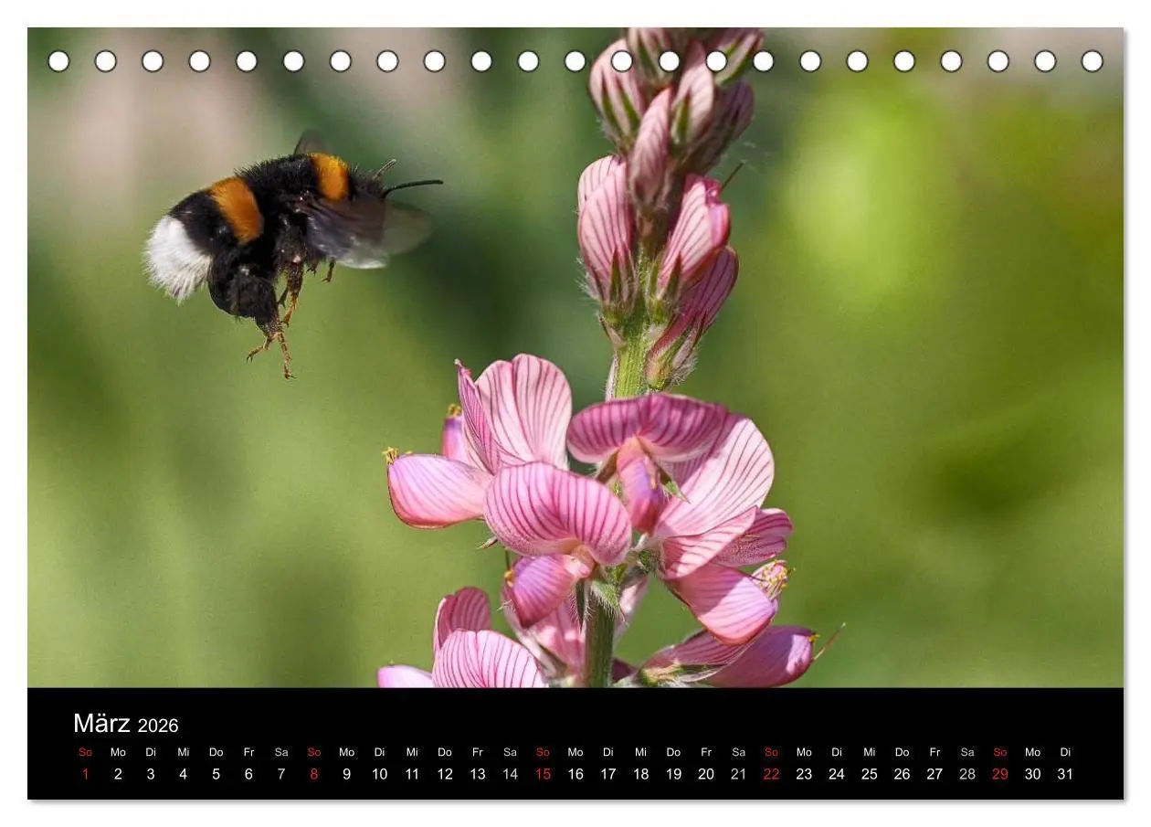 Bild: 9783516130683 | Hummelflug (Tischkalender 2026 DIN A5 quer), CALVENDO Monatskalender