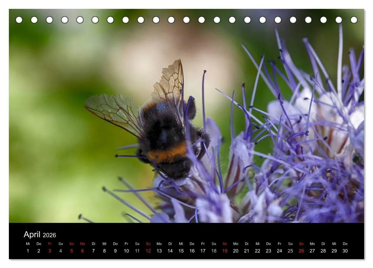 Bild: 9783516130683 | Hummelflug (Tischkalender 2026 DIN A5 quer), CALVENDO Monatskalender