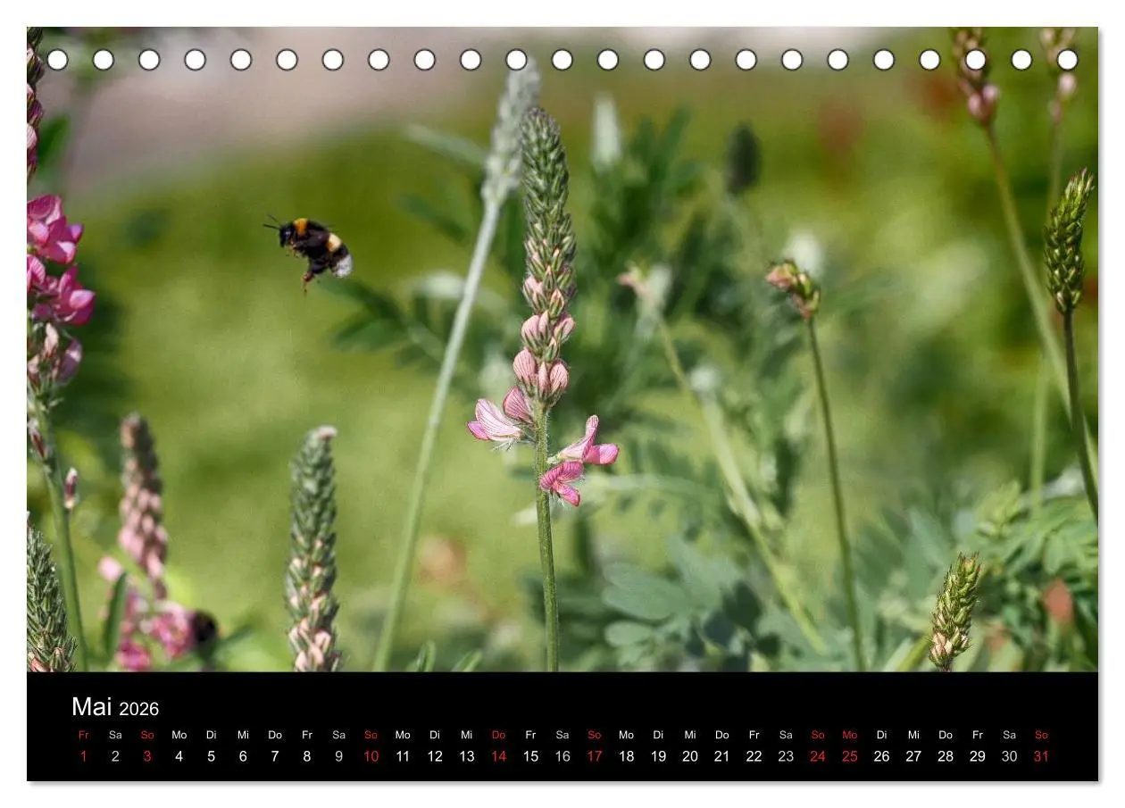 Bild: 9783516130683 | Hummelflug (Tischkalender 2026 DIN A5 quer), CALVENDO Monatskalender