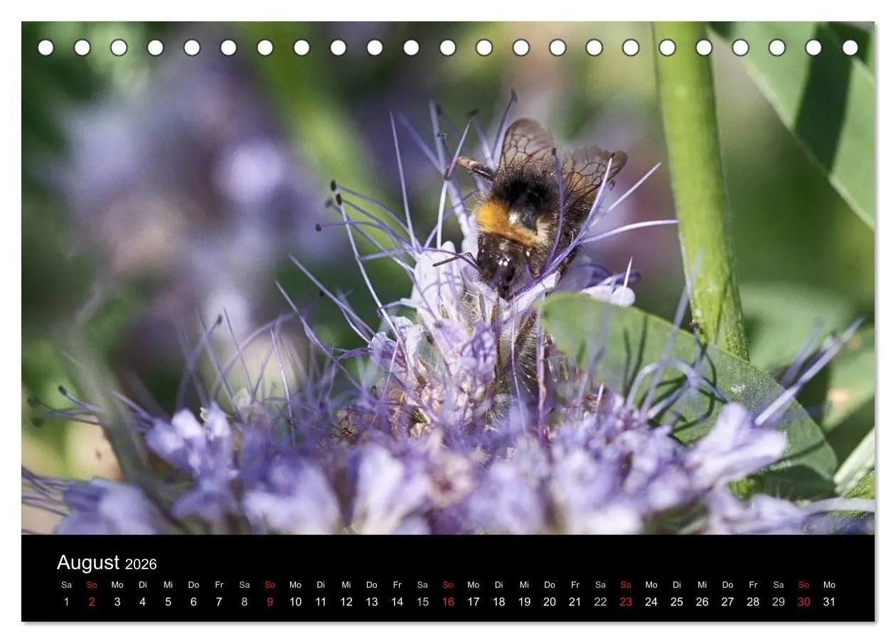 Bild: 9783516130683 | Hummelflug (Tischkalender 2026 DIN A5 quer), CALVENDO Monatskalender