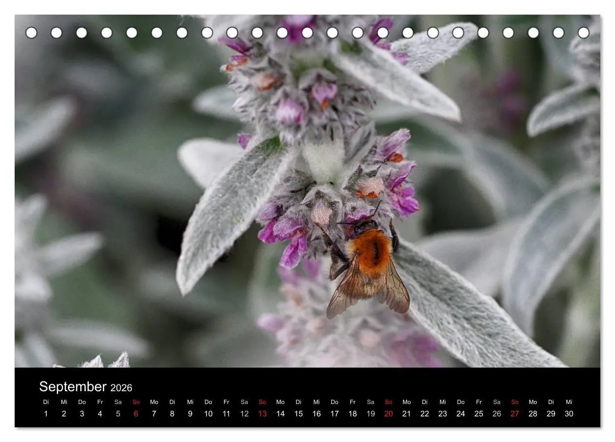Bild: 9783516130683 | Hummelflug (Tischkalender 2026 DIN A5 quer), CALVENDO Monatskalender
