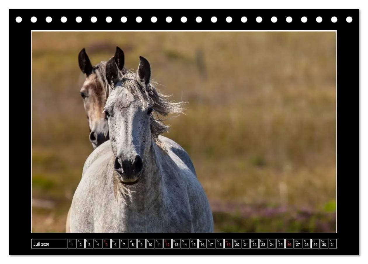 Bild: 9783516120783 | Connemara - Irlands wilder Westen (Tischkalender 2026 DIN A5 quer),...