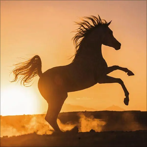 Bild: 9783819300783 | Horses 2027 | Verlag Korsch | Kalender | 13 S. | Deutsch | 2027