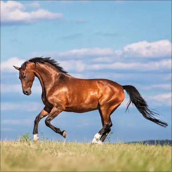 Bild: 9783819300783 | Horses 2027 | Verlag Korsch | Kalender | 13 S. | Deutsch | 2027