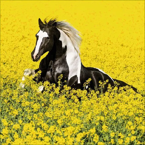 Bild: 9783819300783 | Horses 2027 | Verlag Korsch | Kalender | 13 S. | Deutsch | 2027