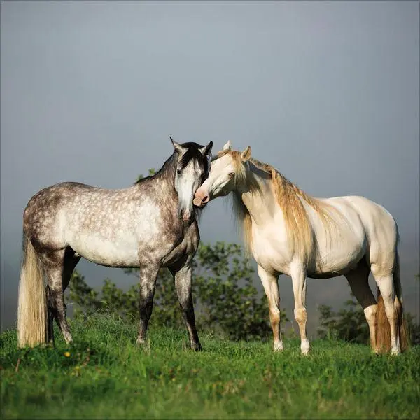 Bild: 9783819300783 | Horses 2027 | Verlag Korsch | Kalender | 13 S. | Deutsch | 2027