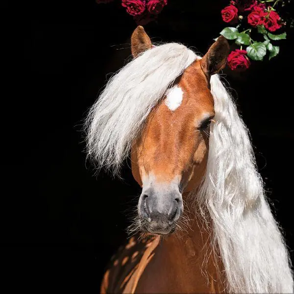 Bild: 9783819300783 | Horses 2027 | Verlag Korsch | Kalender | 13 S. | Deutsch | 2027
